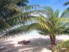 Under the Palms