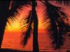 Palms at sunset