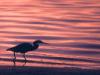 Shag on the lagoon