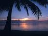 A stately Palm